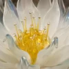 Lunar Lotus Amber Glass Center Detail Lunar Lotus amber glass center with delicate glass stamen and frosted white petals